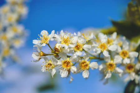 Branches of bird cherry with flowers against the blue sky. Close up and blurred back.