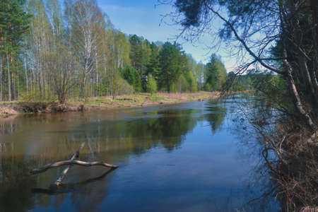 Spring landscape on the banks of a small forest river. Forest trees with blossoming foliage. Sunny day.の写真素材