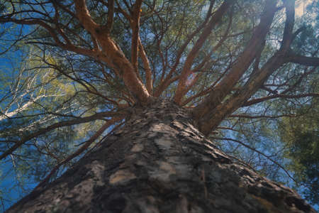 View from the bottom of the tree crowns against blue sky with white clouds.の写真素材
