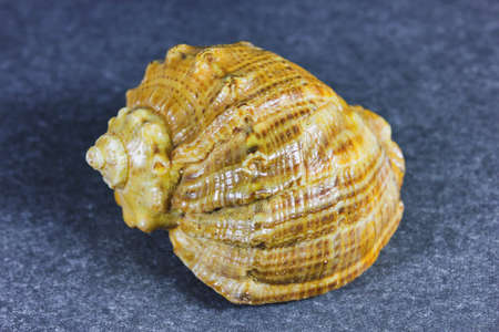Seashell in dark background close up image with details.の写真素材