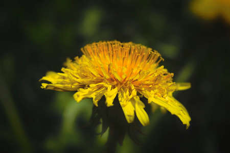Yellow dandelion on a background of green grass spring background close-up.