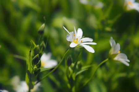 A field of stellaria media flowers in the forest.