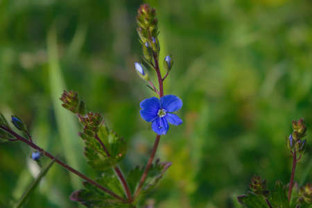 Closeup veronica chamaedrys called germander speedwell on spring meadow.