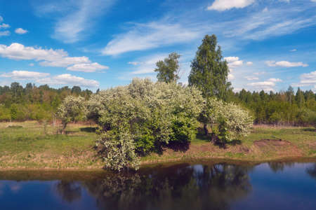 Spring landscape a small lake surrounded by flowering trees on a sunny day.の写真素材