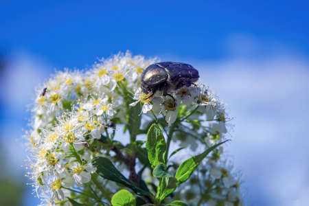 Macro shiny green beetle of a Scarab Cetonia seated on a white flower inflorescence.の写真素材