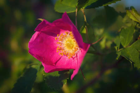 Rosehip flower close-up on the background of green foliage.の写真素材