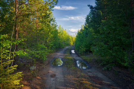 Forest closeup, beautiful summer landscape, sunlight shines through branches, trees with shadows and trail.の写真素材