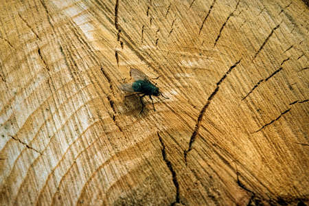 Top view of the fly on the background of a cut stump close-up.の写真素材