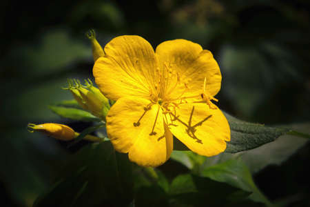 Flower celandine, with open bright yellow petals on the green background. Macro.