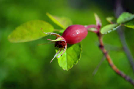 Bright orange rose hips on a branch close-up.の写真素材