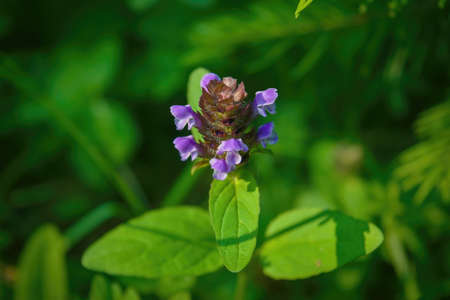 Prunella Vulgaris single flower, medicinal plant, close up.の写真素材