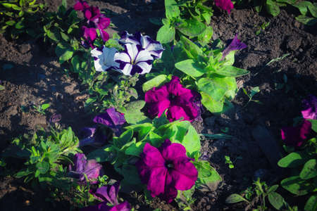 Colorful petunia flowers close up. Beautiful flowers growing in the garden.の写真素材
