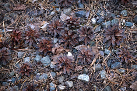 Many pine cones on the ground in the park. natural background, texture.