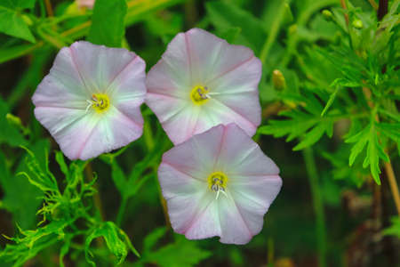 Bindweed flowers, plants with the Latin name Convolvulus arvensis.