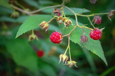 Close up photo image of red ripe raspberry fruit on bush, imperfect growth in a nature.