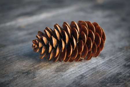 Spruce cone on the wooden background. Abstract background.