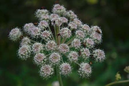 Closeup of blooming Giant Hogweed or Heracleum mantegazzianum plant and its seed heads.