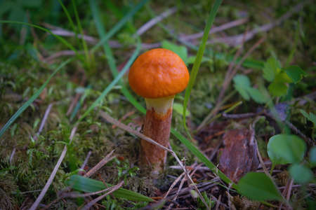 Single beautiful aspen mushroom leccinum aurantiacum in wild summer forest.