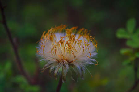 White flower with fluffy seeds close-up. Abstract plant background.