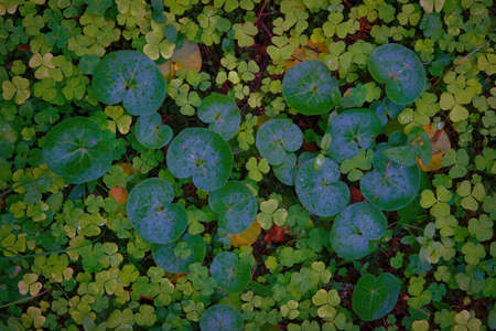 Common wood-sorrel Oxalis acetosella background.