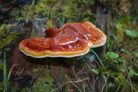 Fruit bodies of Ganoderma lucidum on the trunk of a tree close-up.の写真素材