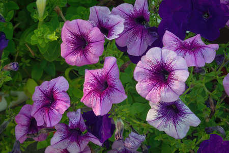 Flowerbed with multicoloured petunias. Image of colourful petunia flowers.