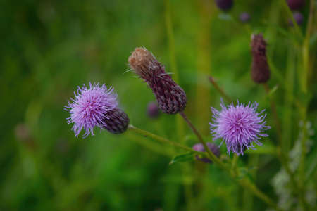 Pink flowers of a burdock. Medicinal plant. Herbal. Blossoming burdocks.の写真素材