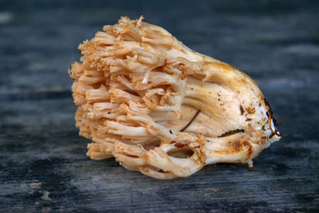 Forest edible mushroom Ramaria flava on the background of an old wooden table close-up.