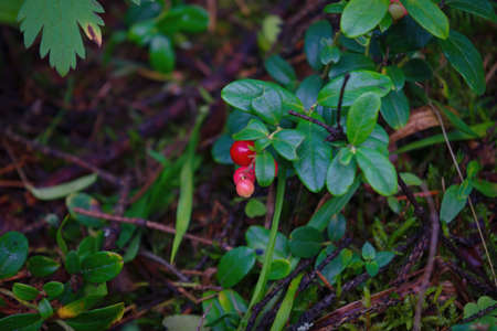 Ripe cowberry. Ripe red berries of a lingonberry on a bush in the forest close-up.の写真素材