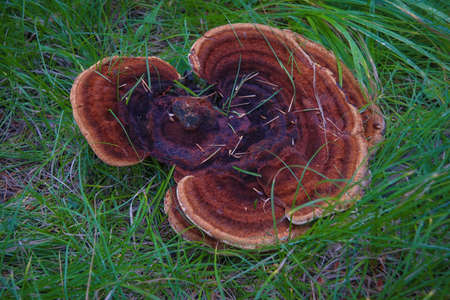 Fruit bodies of Ganoderma lucidum on the trunk of a tree close-up.
