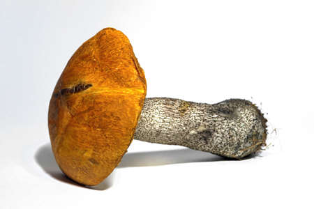 Leccinum mushroom isolate on a white background close-up. Leccinum red isolated on white background.の写真素材