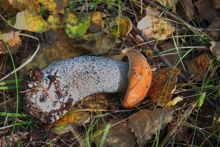 Edible mushroom Leccinum Aurantiacum with orange caps in the autumn forest.の写真素材