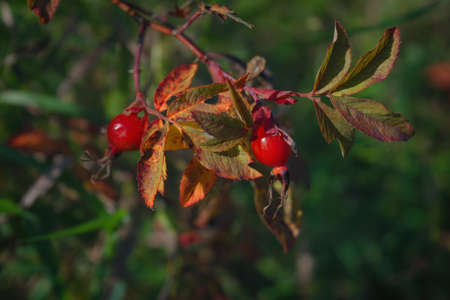 Close-up of dog-rose berries. Dog rose fruits. Rosa canina. Wild rosehips in nature.