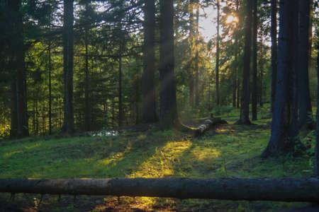 Forest closeup, beautiful summer landscape, sunlight shines through branches, trees with shadows travel destination scenic.の写真素材