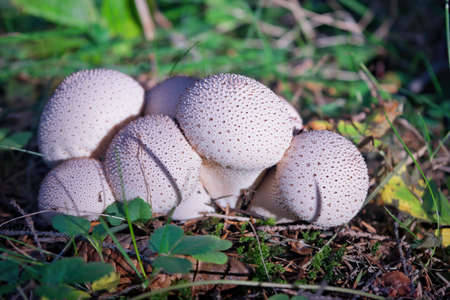 Lycoperdon perlatum edible mushroom in summer forest.