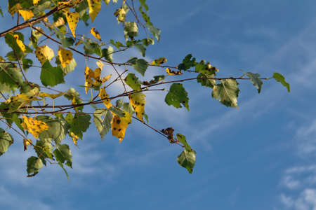 Birch branch with autumn leaves on a background of blue sky. The leaves are lit by the sun.