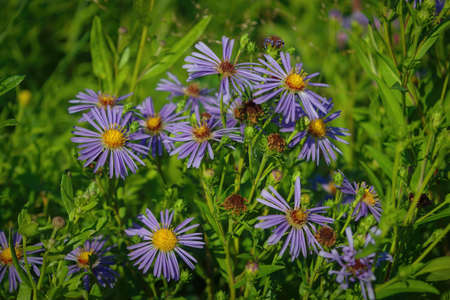 Purple flowers of Italian Asters, Michaelmas Daisy Aster Amellus, known as Italian Starwort, Fall...