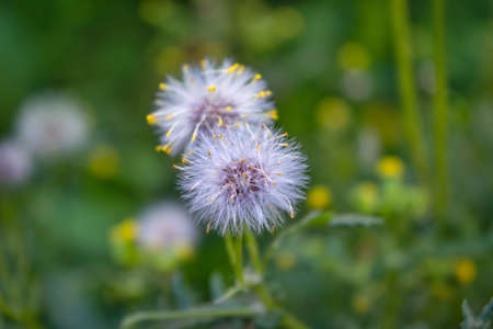 White flower with fluffy seeds close-up. Abstract plant summer background.