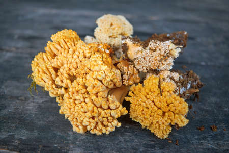 Forest edible mushroom Ramaria flava on the background of an old wooden table close-up.の写真素材