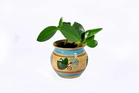 Green houseplant in a ceramic pot isolate on a white background.