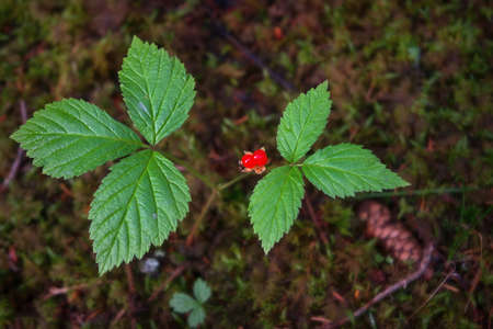 Red berries and green leaves of Stone bramble. Rubus saxatilis.の写真素材