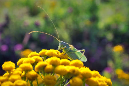 Green grasshopper. Tettigonia viridissima, the great green bush-cricket.
