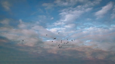 A flock of birds flying in the blue sky with white clouds. Many flying pigeons on sky background.の写真素材