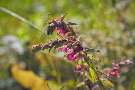 Amazing wild flowers at sunny day on a green blurred background. Wild flowers close up. Nature landscape.の写真素材