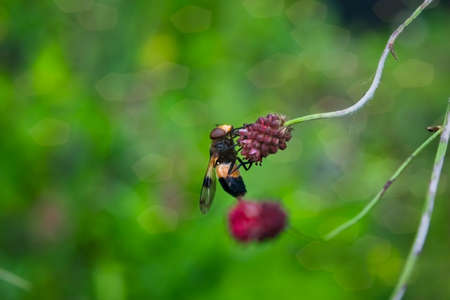 Beautiful red flower on green natural background. Macro. Sanguisorba officinalis. Plant close up. Great burnet Sanguisorba officinalis close-up.の写真素材