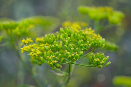 Amazing wild flowers at sunny day on a green blurred background. Wild flowers close up. Nature...