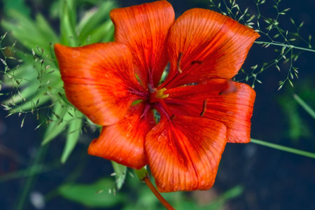 Brightly orange lily flower. Beautiful flowers with orange petals.