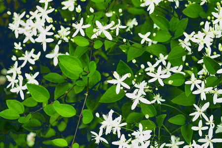 Amazing wild flowers at sunny day on a green blurred background. Wild flowers close up. Nature landscape.の写真素材