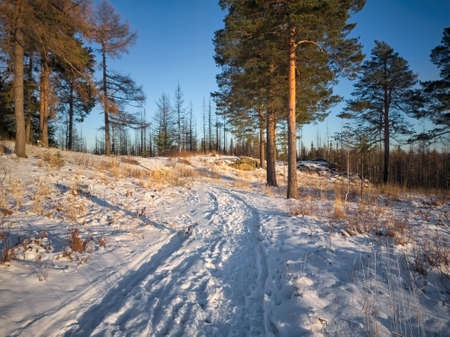 Winter landscape sunset in the forest with snowy field in the foreground. Scene of a beautiful sunset at field with forest at background.の写真素材