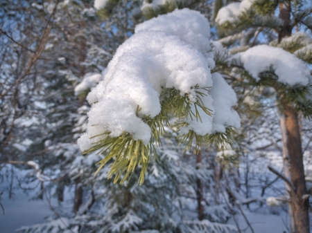 Beautiful winter landscape with snow covered trees. Beautiful winter landscape, frost on the...